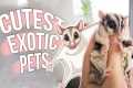 Cutest Exotic Pets You Can Legally