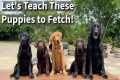 Teach Your Puppy To Fetch | Labrador
