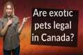 Are exotic pets legal in Canada?