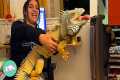 Clingy Iguana Chases Owners Around