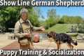 Help Your Show Line German Shepherd