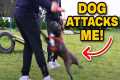 French Bulldog Attacks Dog Trainer-Is 