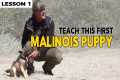 First Things to Teach Your MALINOIS