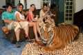 Living With Tigers: Family Share Home 