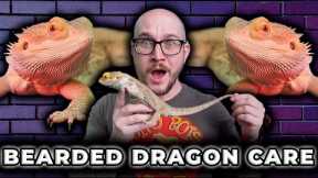 Complete Bearded Dragon Care Guide | Everything You Need To Know in 2023