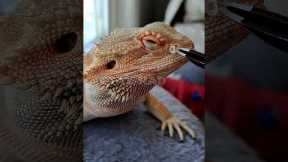 Bearded Dragon Nostril👃SHED REMOVAL! | #stayrad #beardeddragons @ChuckNorrizBeardedDragons