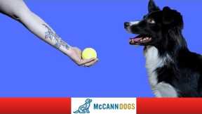 How To Train Your Dog To Drop A Ball DIRECTLY Into Your Hand - Professional Dog Training Tips