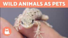 WILD ANIMALS AS PETS? 🐺 Is it OK to Keep Exotic Animals?