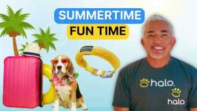 Summer Dog Training Tips & Tricks for Halo Collar Users by Cesar Millan