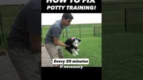 How to Fix Potty Training in 15 Seconds! 🤯 It’s That Easy!! #dogtrainer #puppytraining #dogtraining