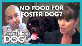 Victoria Storms Out During Fight About Foster Pug | It's Me or the Dog