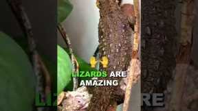 Is This The Right Pet For You? #reptiles #lizards #snakes #geckos