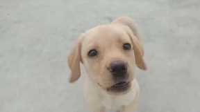 Labrador Puppy Learning and Performing Training Commands | Dog Showing All Training Skills