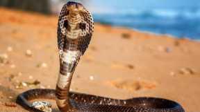 Top 5 Most Venomous Snakes In The World