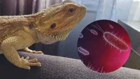 Truth Behind The Bearded Dragon Salmonella Outbreak