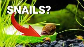 Why are SNAILS GOOD For Your AQUARIUM?