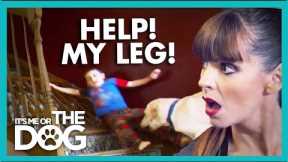 Family Dog Drags Kid Around The House⚠️ | It's Me or the Dog