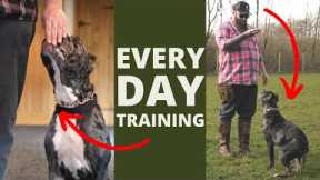 5 Dog Training Exercises You Should Do EVERY DAY At Home!