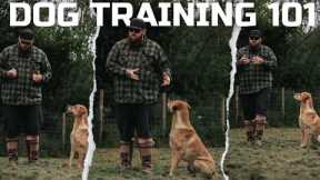 DOG TRAINING 101: How To Teach The Basics