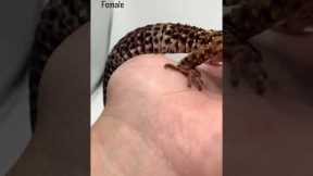 How To Tell If Your Reptile Is Male or Female
