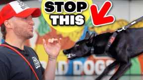 STOP Dog From Reacting To Other Dogs in 1 Hour!