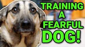 THE BEST WAY TO TRAIN A FEARFUL/NERVOUS DOG!