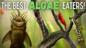 The Best Algae Eaters for Your Aquarium!