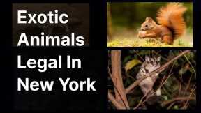 Exotic Pets Legal in NY Revealed! - Unlock the Secrets