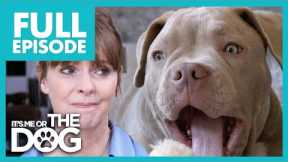 Attention-seeking Bulldog Puppy | Full Episode | It's Me or The Dog