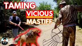 Training My Biggest Challenge Yet / 200lb Tibetan Mastiff - The Dog Daddy
