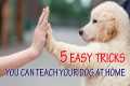 5 Easy Tricks You Can Teach Your Dog