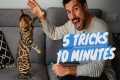 Learn 5 CAT TRICKS in 10 minutes -