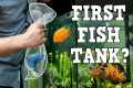 A MUST WATCH For New Fish Keepers!