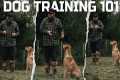 DOG TRAINING 101: How To Teach The