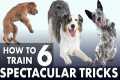 6 Impressive Dog Tricks That Are