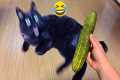 Funny cats scared of cucumbers 😂 cat 