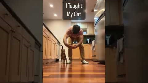 10 Things I Taught my Cat