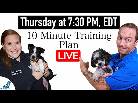 Get 5 Dog Training Wins EVERY DAY Before Work!