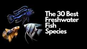 The 30 Best Freshwater Aquarium Fish 🐠