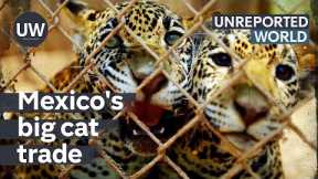 Mexico's Exotic Pet Trade | Unreported World