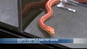 Exotic pet and reptile show returns