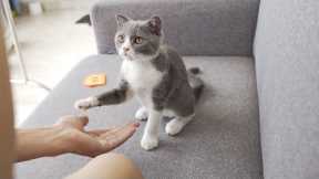 Teaching my kittens to shake hands