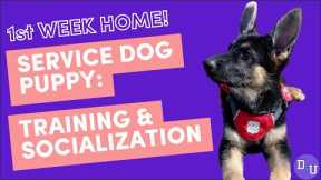 Training and Socializing Your Service Dog: Puppy's First Week Home