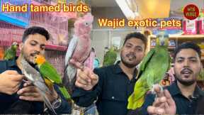 Exotic birds available in Jogeshwari Mumbai wajid exotic pets