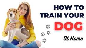 Home Dog Training 101: Basic Commands for Beginners