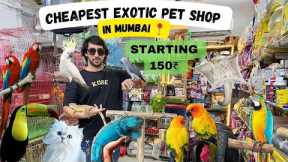 Exotic Pet Shop in Mumbai | African Grey | Iguana | Amazon Parrot & More | Wajid Exotic Pets Shop