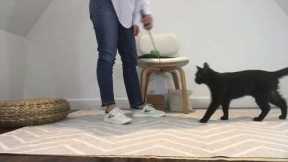 Cat Tricks: Teach your cat to Spin