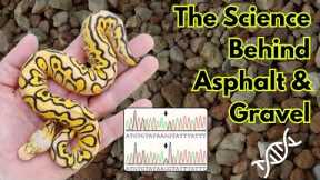 The Science Behind Asphalt & Gravel Ball Python Genes! - Reptile Genetics Weekly Ep 66