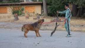 My Craziest Training Session! Tibetan Mastiff Training Pt.3 !!