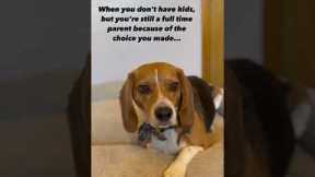 Funny Puppy Video Cute Beagle #onlinedogtraining #dog #puppytrainingtips